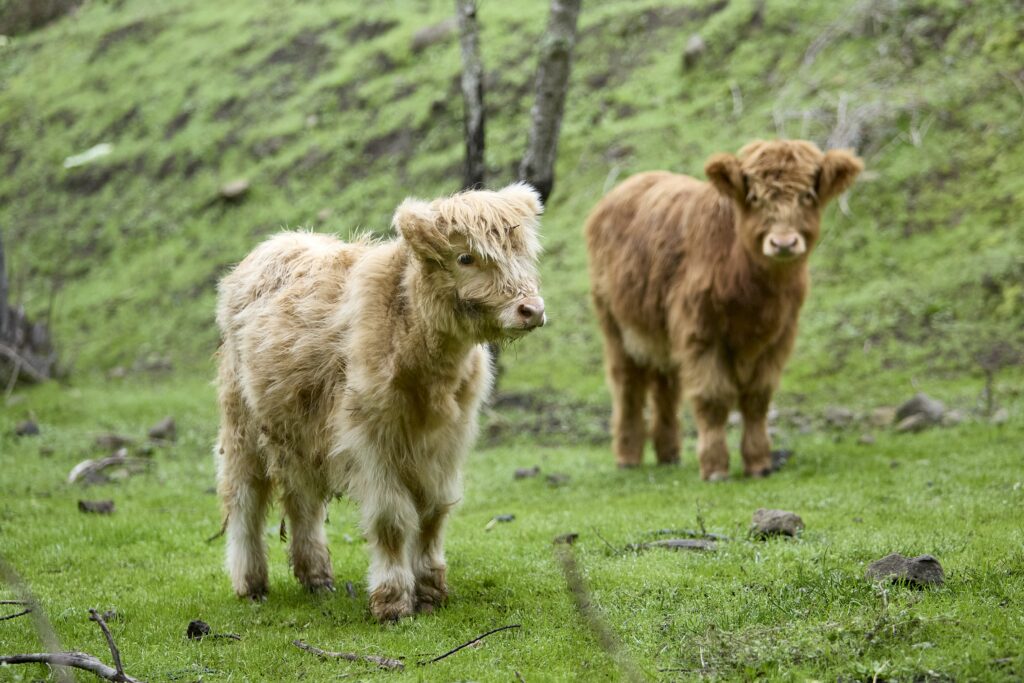 Mini Highland Cows in a field