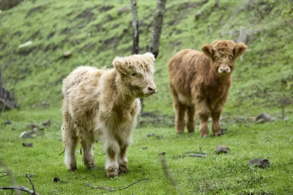 Mini Highland Cows in a field