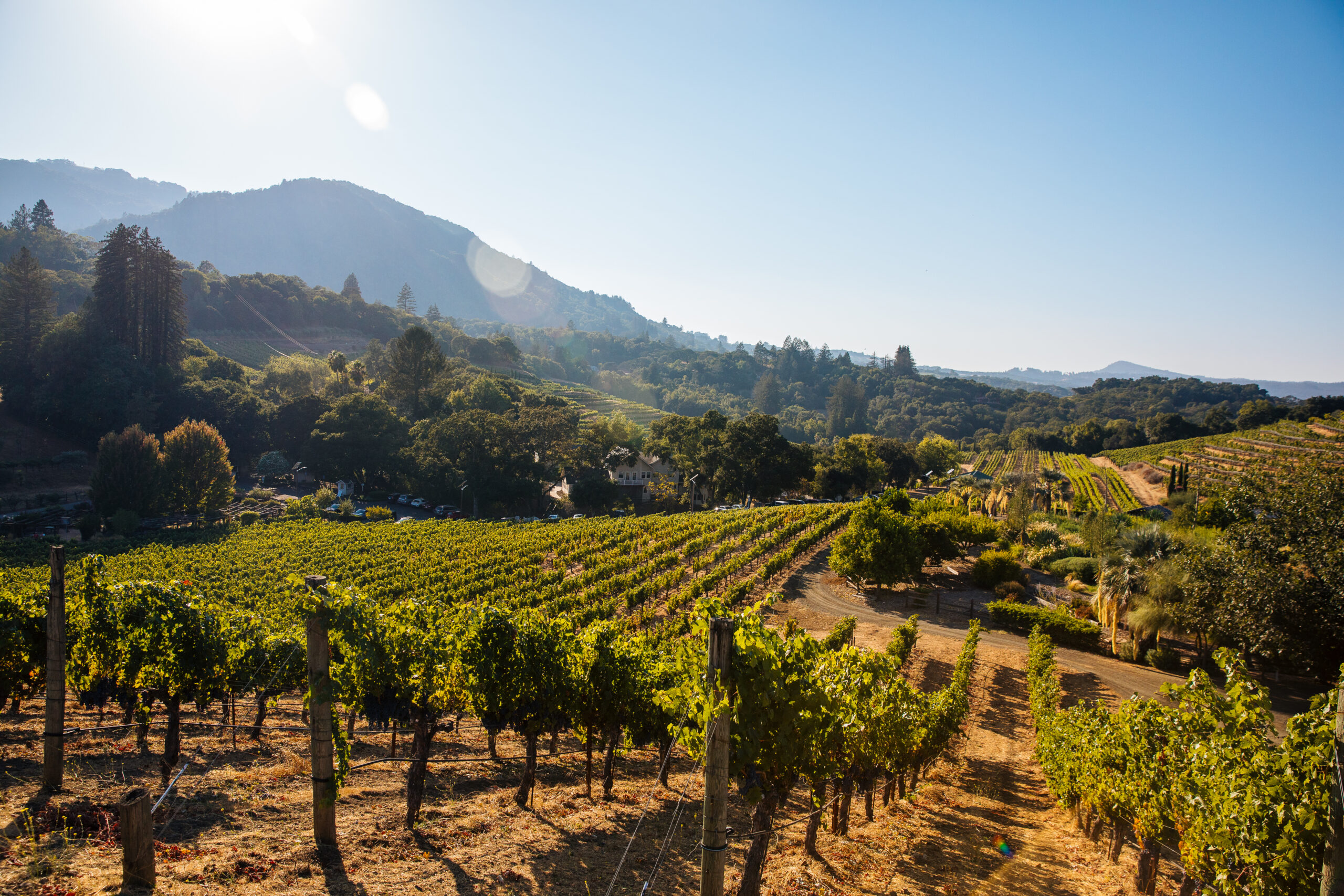 Wine Searcher: Rediscovering the Fun in Wine - Benziger Family Winery