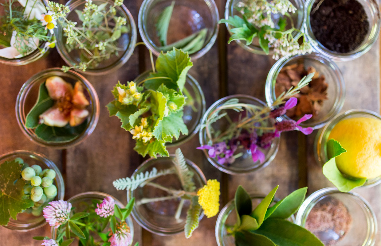 Various plants in a collection of jars